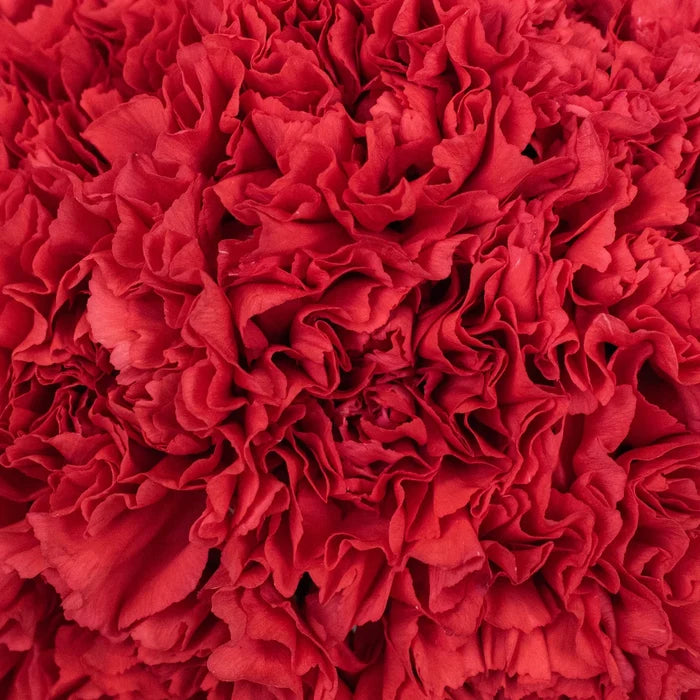 Wholesale Bulk Carnations 200 Stems Your Colors Apron - Image