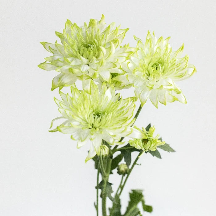 Appletini Dahlia Style Flower Stem - Image
