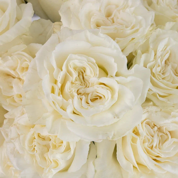 Aspen White Novelty Rose Close Up - Image