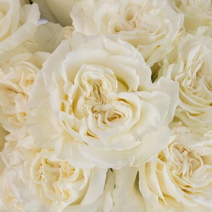 Aspen White Novelty Rose Close Up - Image