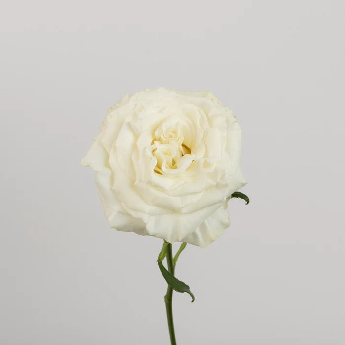 Aspen White Novelty Rose Stem - Image
