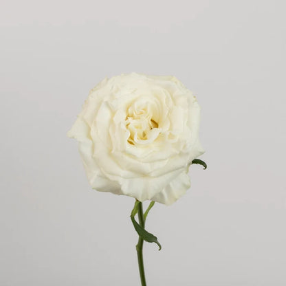 Aspen White Novelty Rose Stem - Image