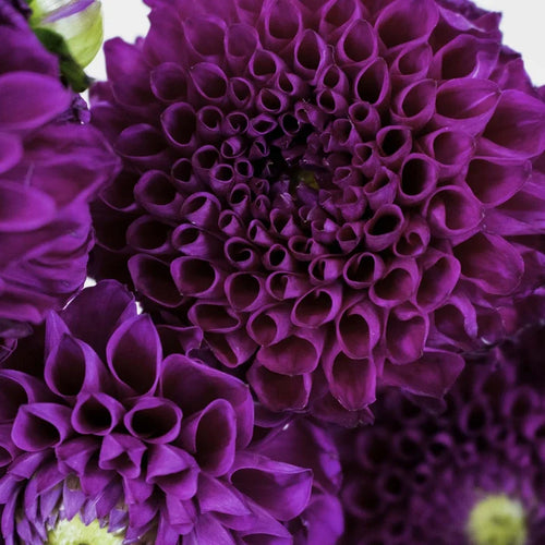 Berry Crush Dahlia Flower Up Close