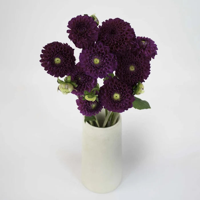 Berry Crush Dahlia Flower Bunch in Vase
