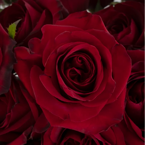 Black Pearl Novelty Rose Close Up - Image