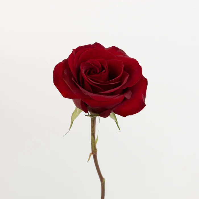 Black Pearl Novelty Rose Stem - Image