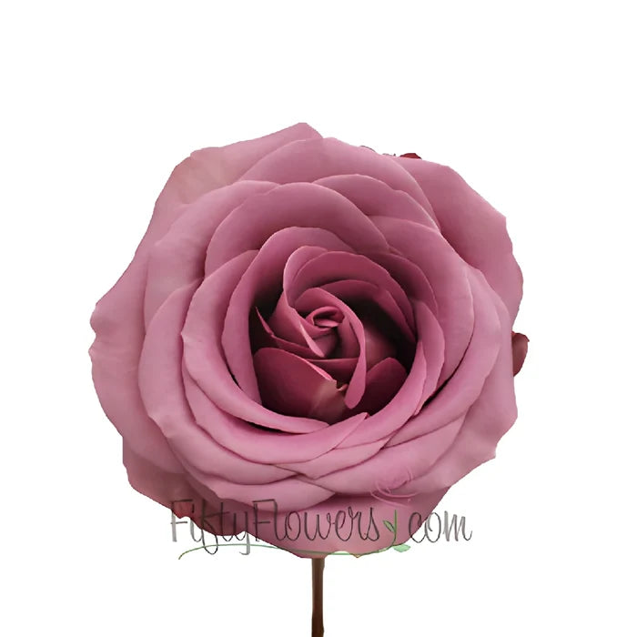 Blue Curiosa Lavender Purple Rose