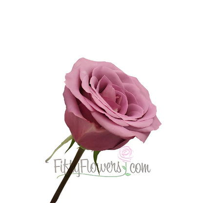 Blue Curiosa Lavender Purple Rose