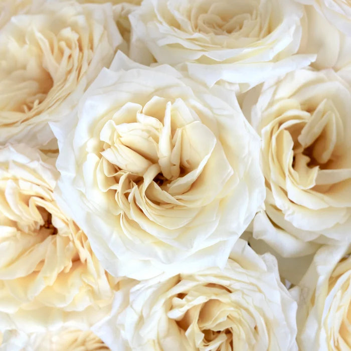 Candlelight Cream Roses Close Up - Image