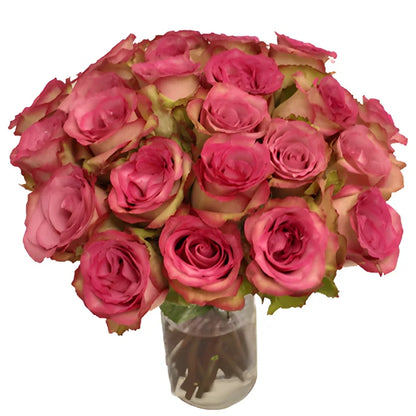 Classic Cezanne Antique Fuchsia Rose