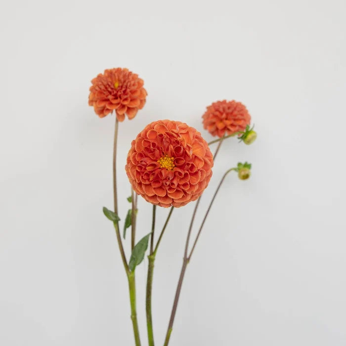 Copper Penny Dahlia Flower Stem - Image