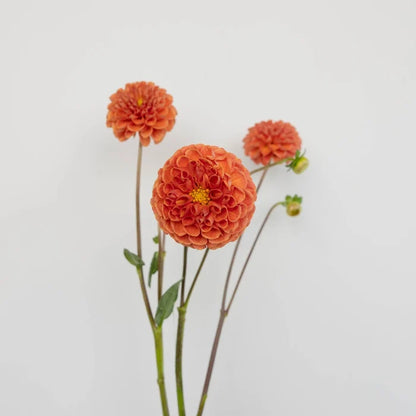 Copper Penny Dahlia Flower Stem - Image