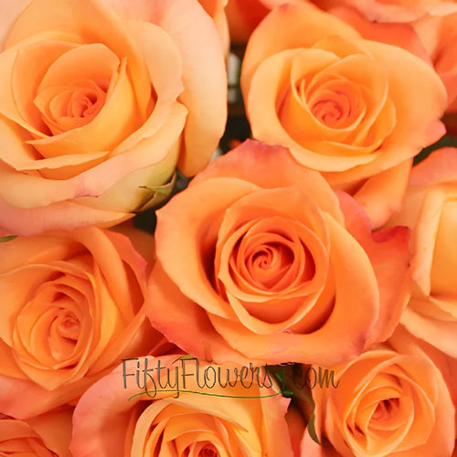 Donna Peach Rose