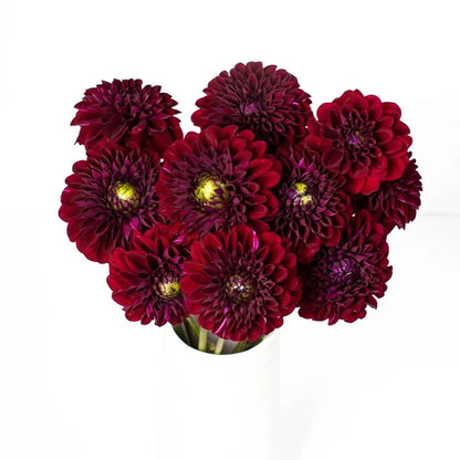 Fox Maroon Dahlia Flower Vase - Image