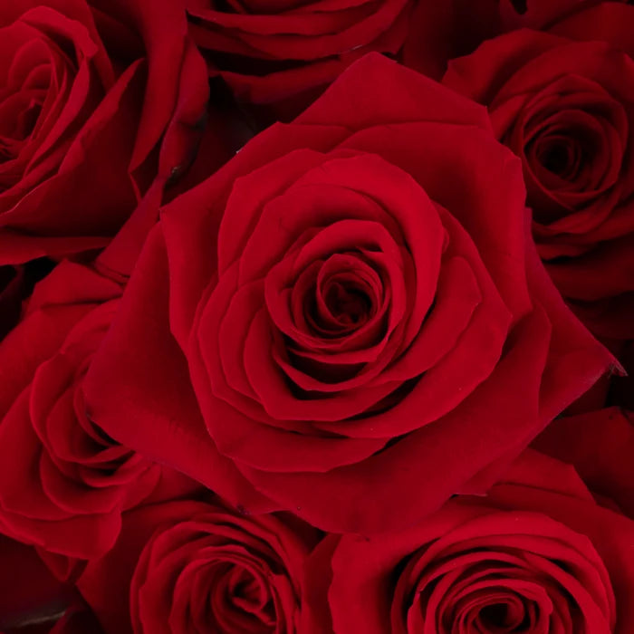 Freedom Ultra Novelty Rose Close Up - Image