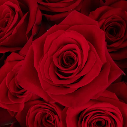 Freedom Ultra Novelty Rose Close Up - Image