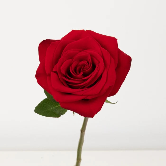 Freedom Ultra Novelty Rose Stem - Image