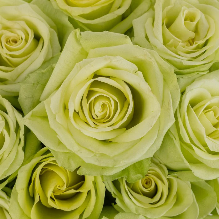 Green Romance Novelty Rose Close Up - Image