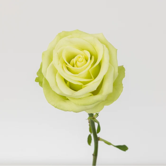 Green Romance Novelty Rose Stem - Image