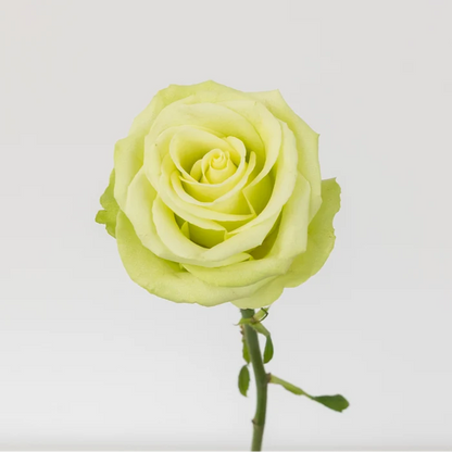 Green Romance Novelty Rose Stem - Image