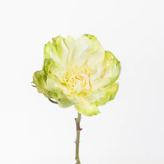 Green Veggie Roses Stem - Image