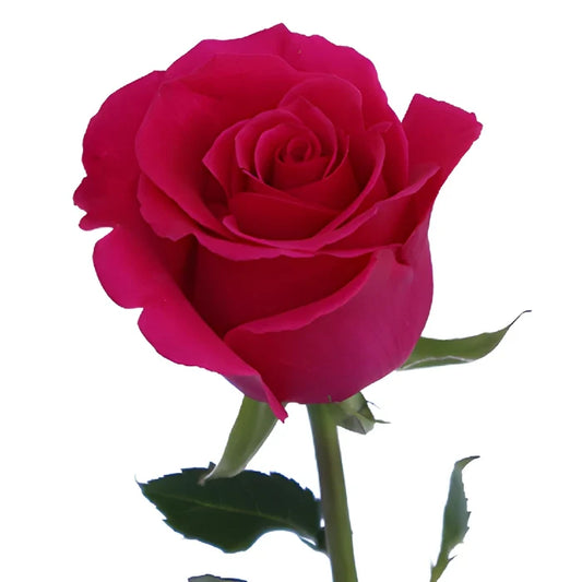 Hot Lady Hot Pink Rose