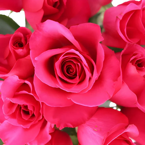 Hot Princess Pink Rose