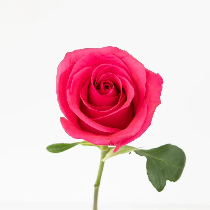 Hot Shot Rose Novelty Rose Stem - Image