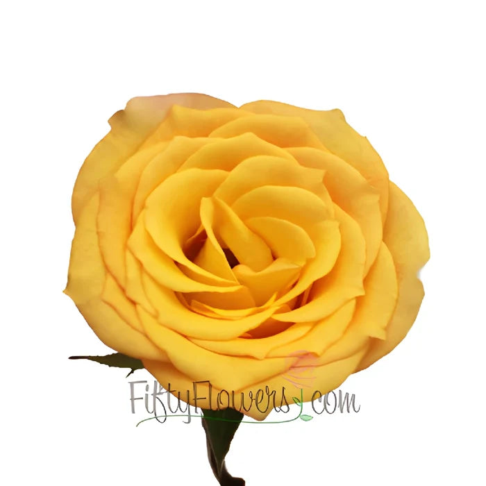Latin Beauty Sunset Rose