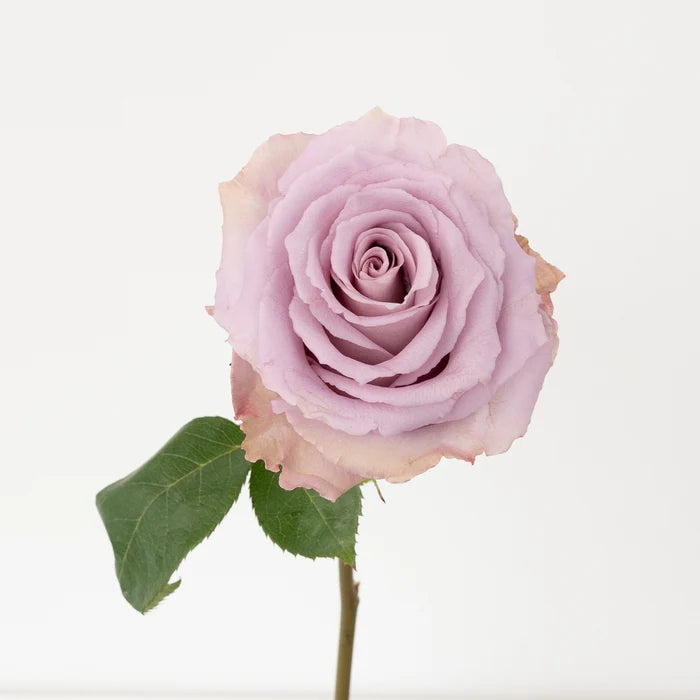 Lavender Cooldown Novelty Rose Stem - Image