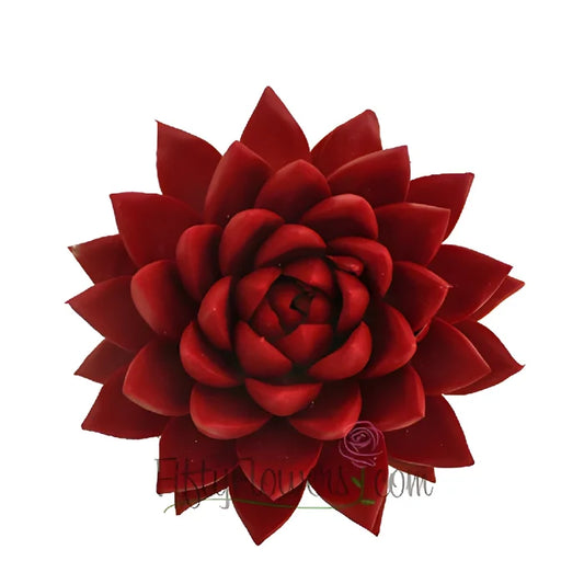 Lipstick Red Tinted Succulents