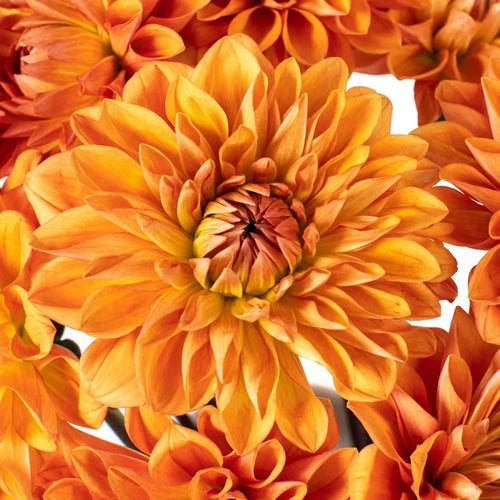 Orange Dahlia Flower Up Close