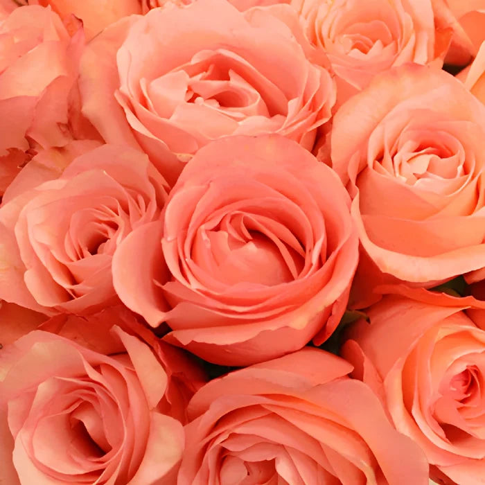 Peckoubo Pink Rose