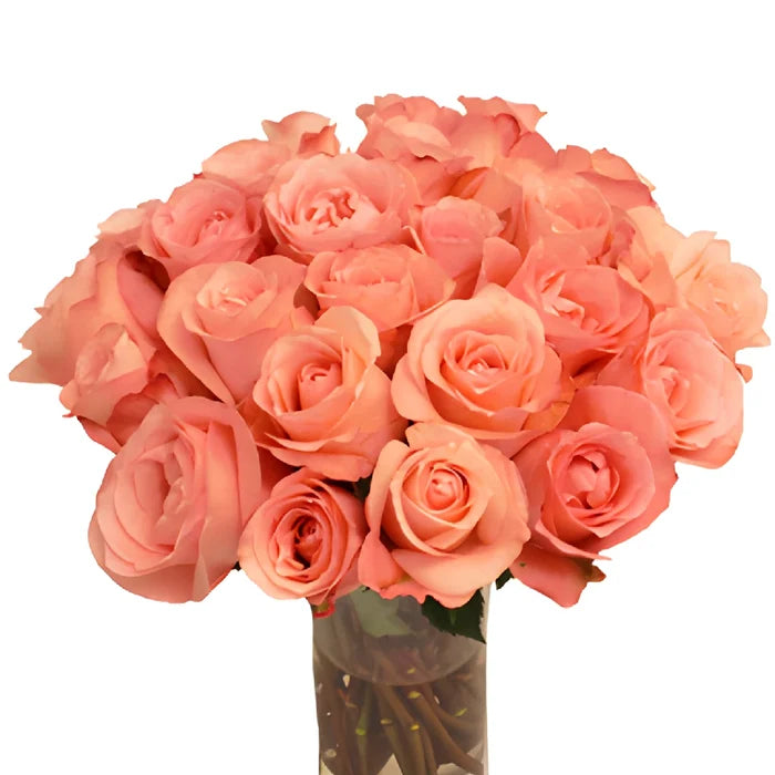 Peckoubo Pink Rose