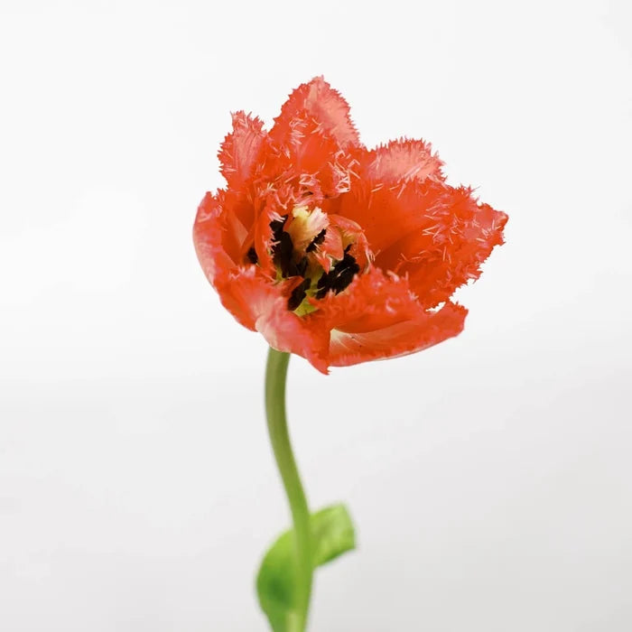 Petticoat Frill Fringed Tulip Close Up - Image