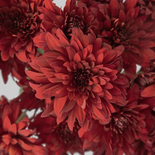 Posh Red Dahlia Style Cushion Flower Close Up - Image