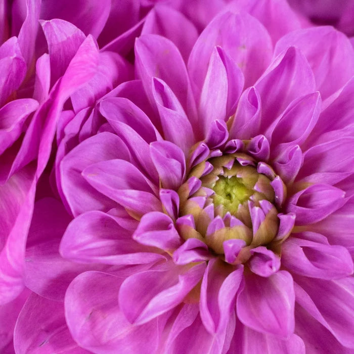 Purpleberry Dahlia Flower Up Close