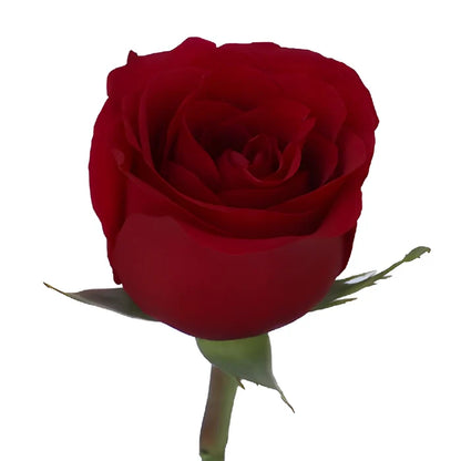Sexy Red Bulk Red Roses