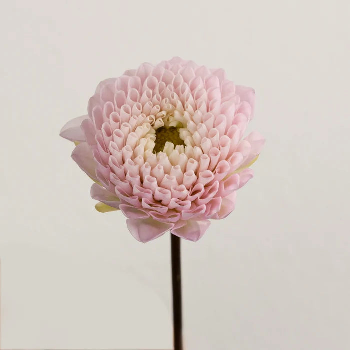 Sugar Plum Dahlia Flower Stem - Image