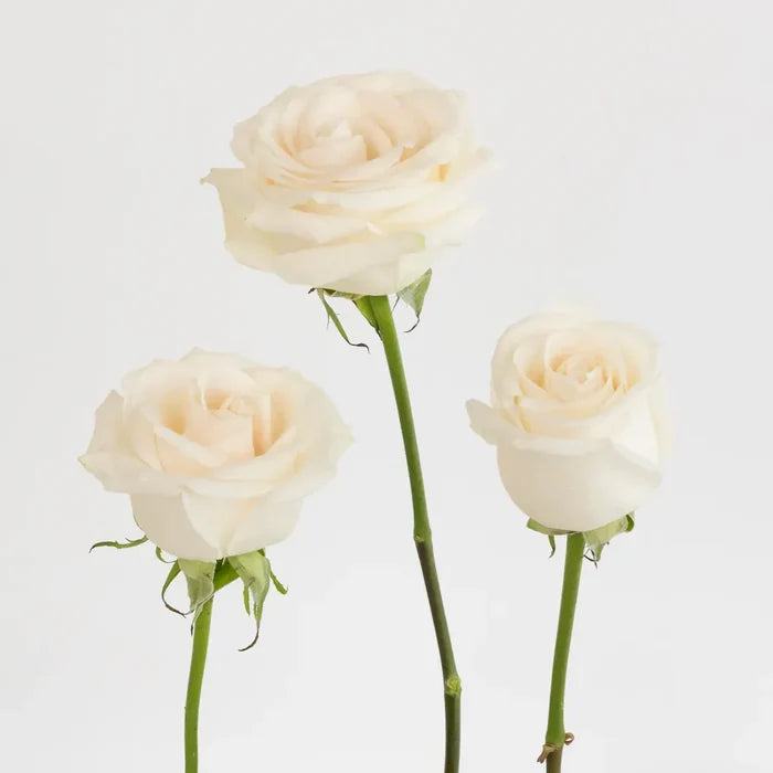 Vendela Ivory Rose Stem - Image