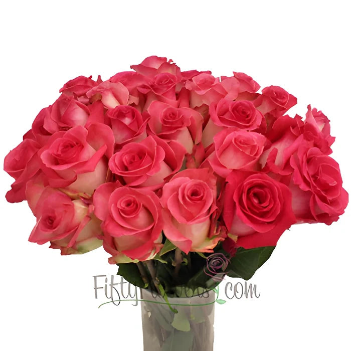 Verdi White and Pink Rose