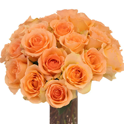 Versilia Peach Rose