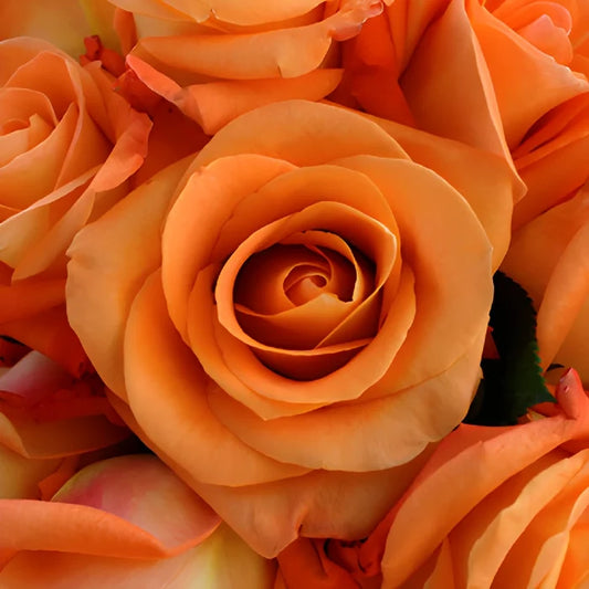 Voodoo Orange Rose