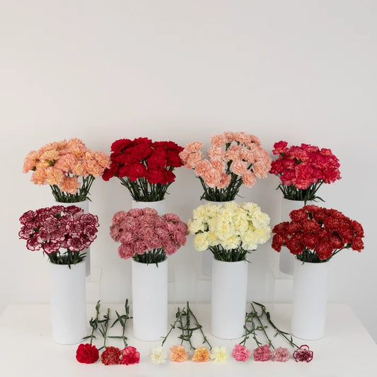 Wholesale Bulk Carnations 200 Stems Your Colors Close Up - Image