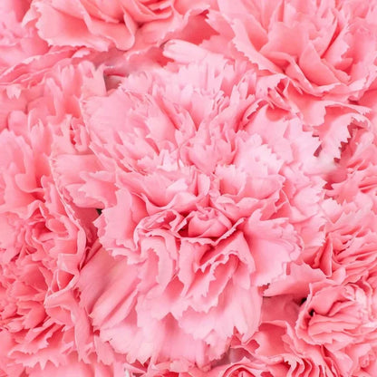 Wholesale Bulk Carnations 200 Stems Your Colors Vase - Image