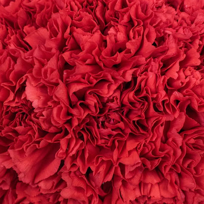 Wholesale Bulk Carnations 200 Stems Your Colors Apron - Image