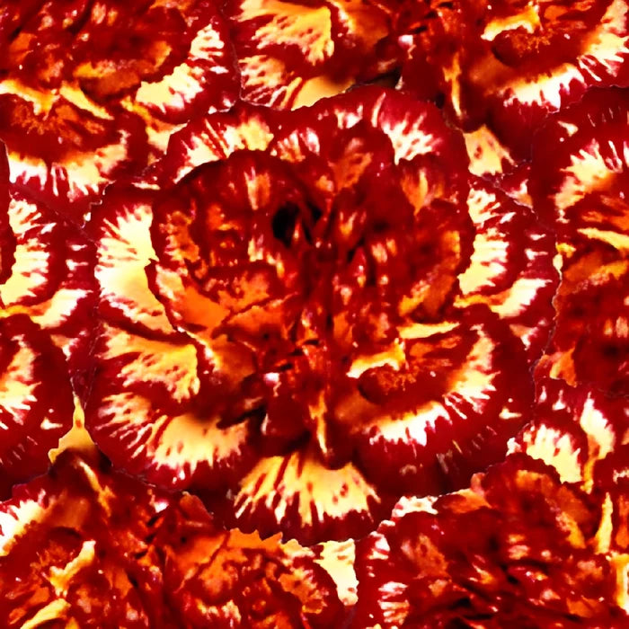 Yellow with Burgundy Fresh Carnation Flowers